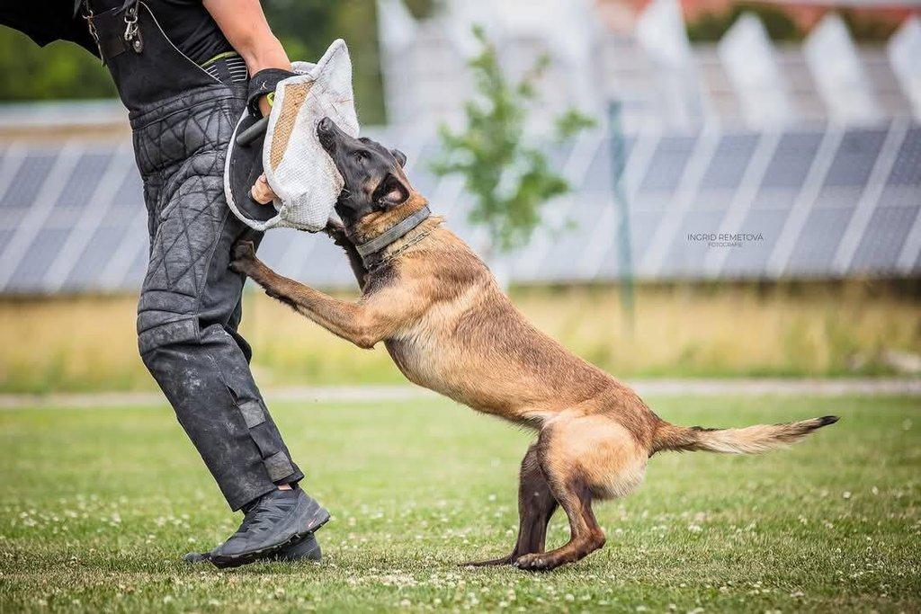 Nabízím štěňátka belgického ovčáka malinois