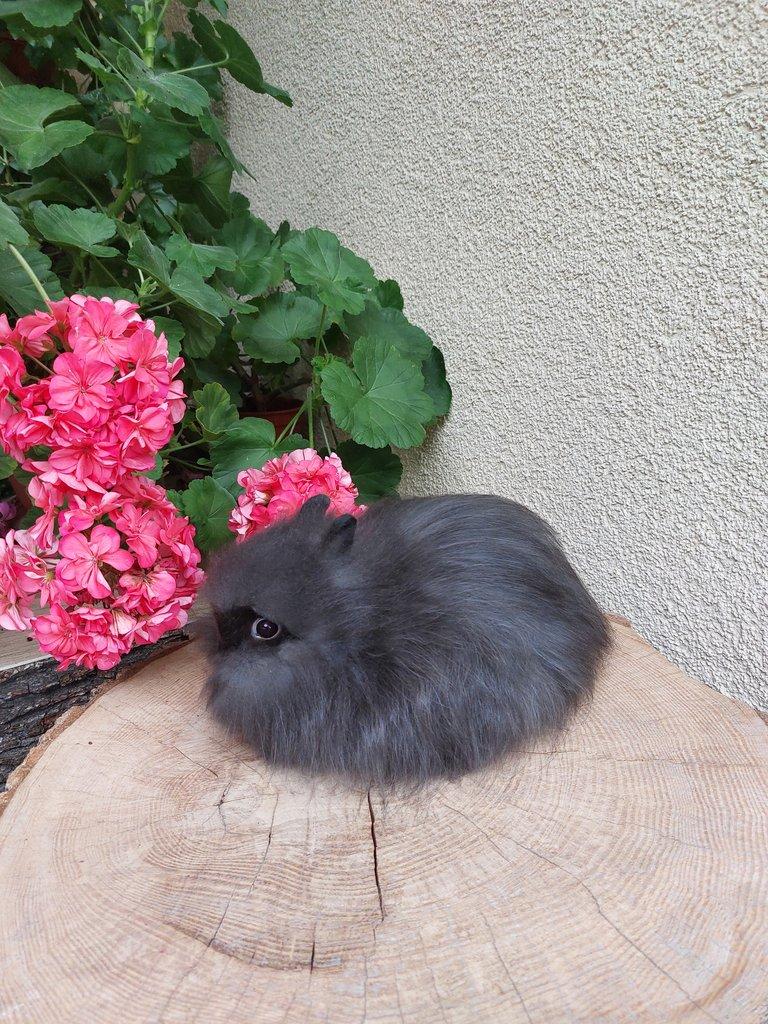 Zakrslý králík - hnědý kuní sameček TEDDY gen