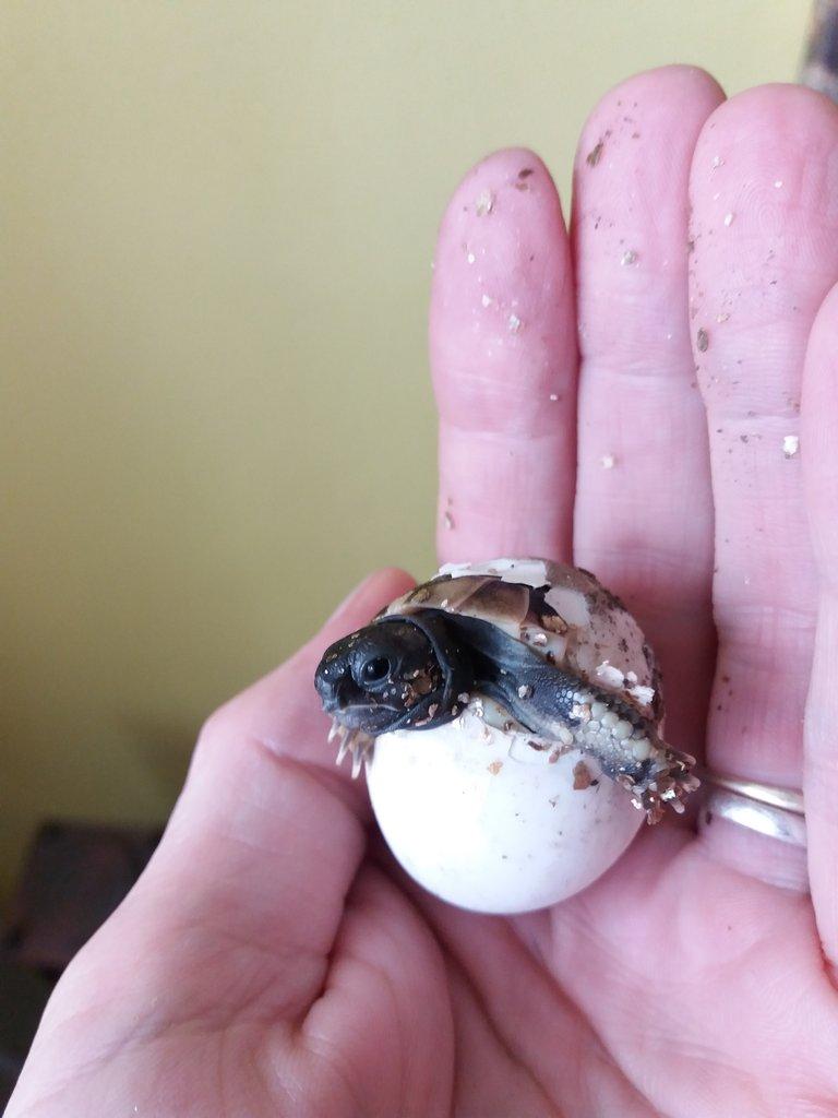 Suchozemská želva zelenavá mláďata