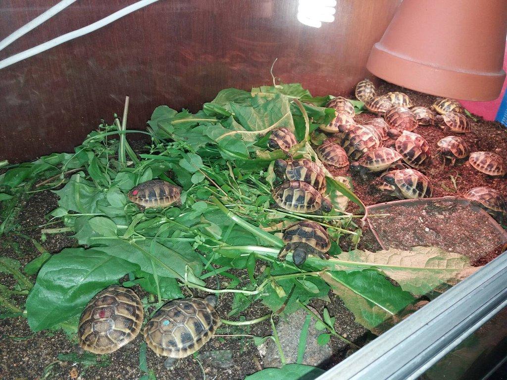 Mláďata želvy zelenavé