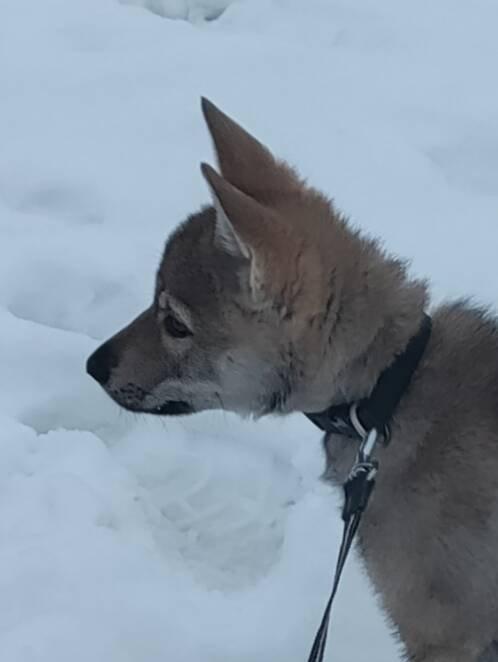 Československý vlčák - štěně s PP