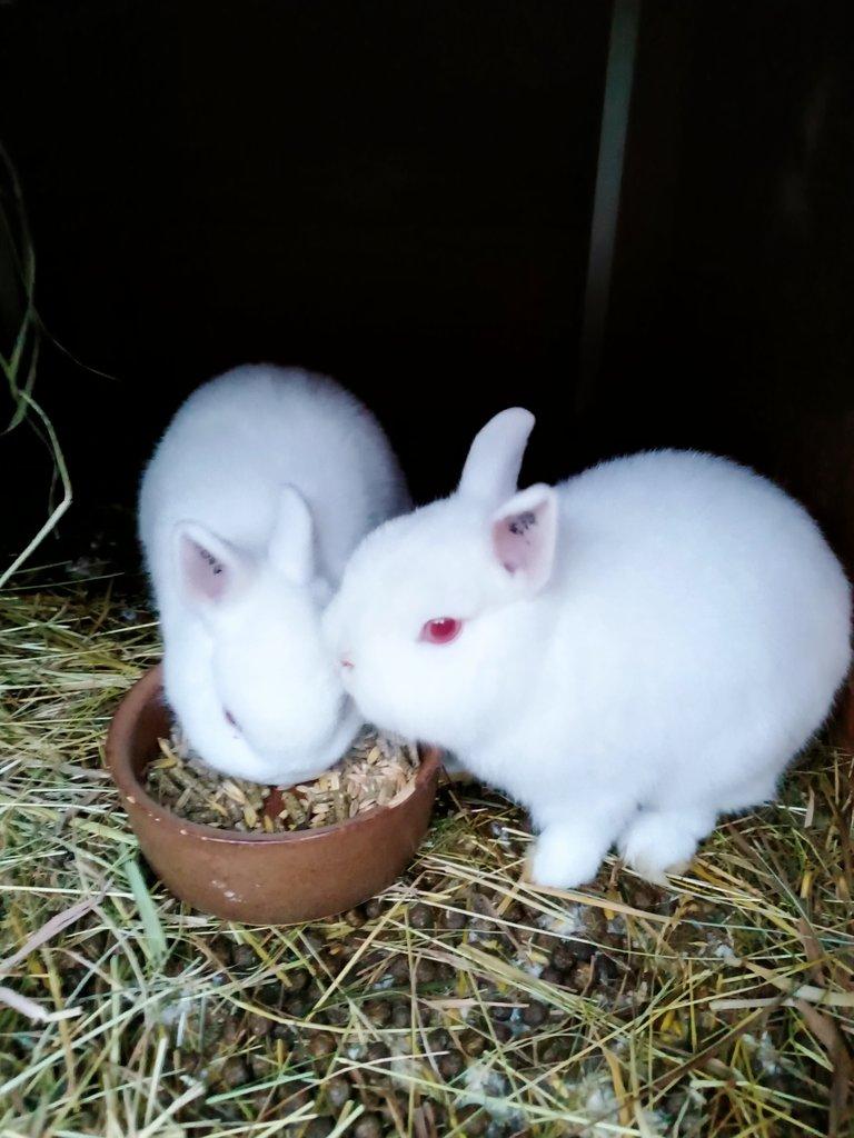 Prodám zakrslé králíčky - hermelíny červenooké.