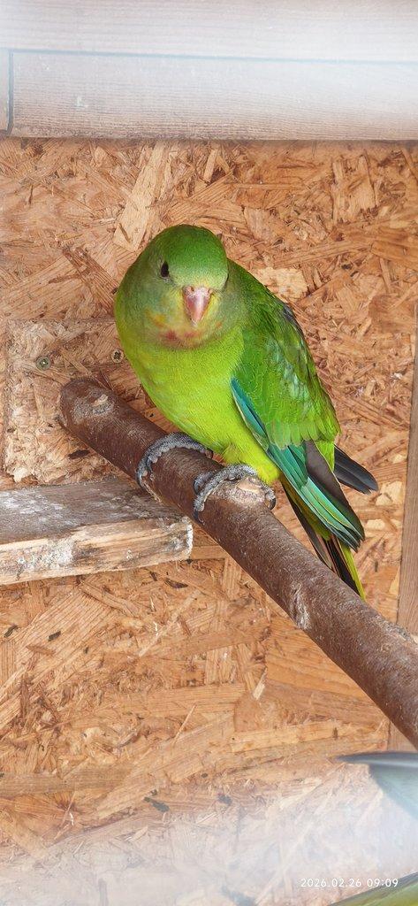 Papoušek nádherný