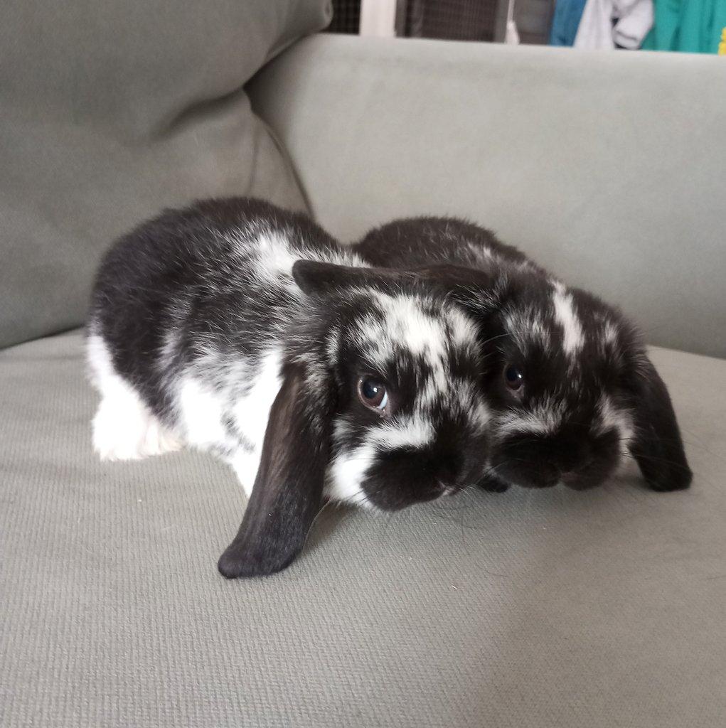 Zakrslý beránek králíček