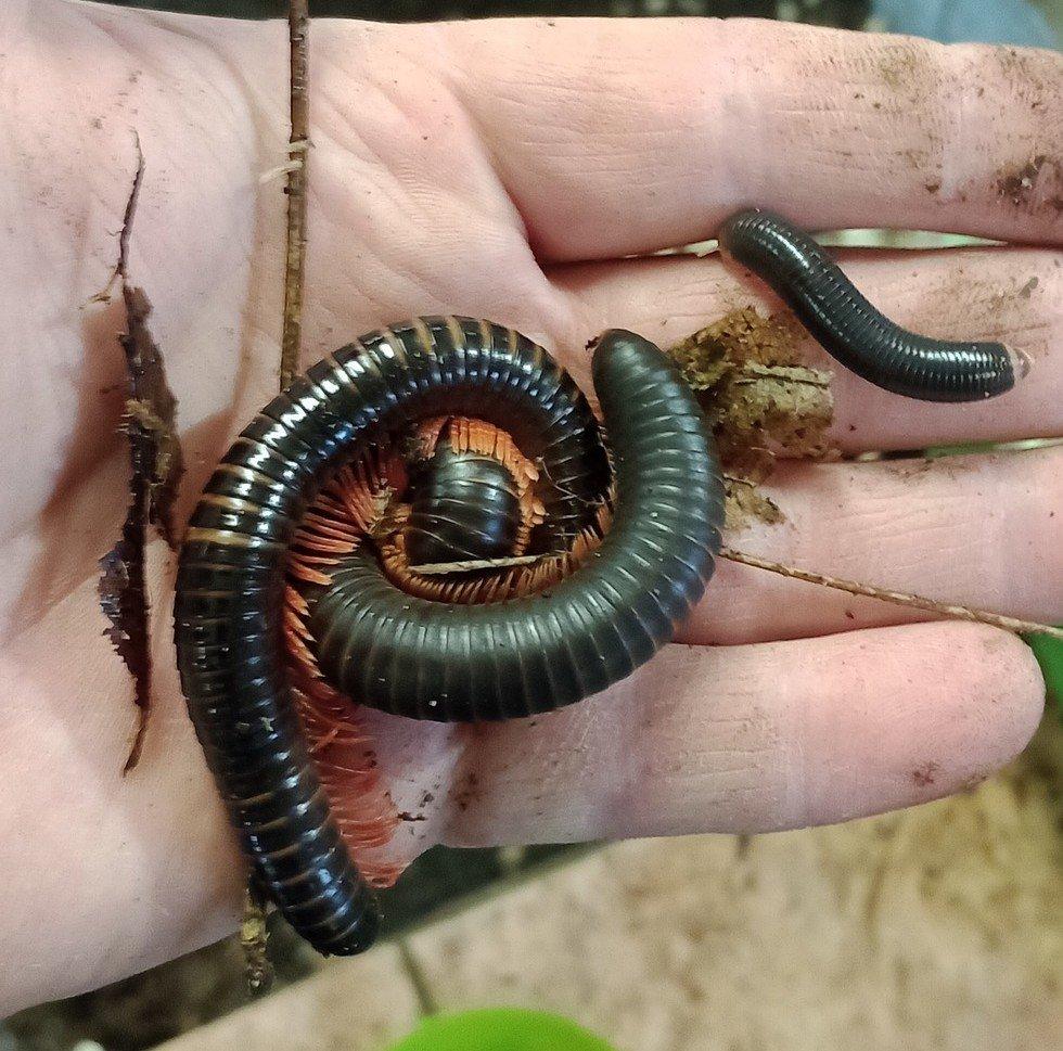 Mnohonožka červenonohá (Epibolus pulchripes)