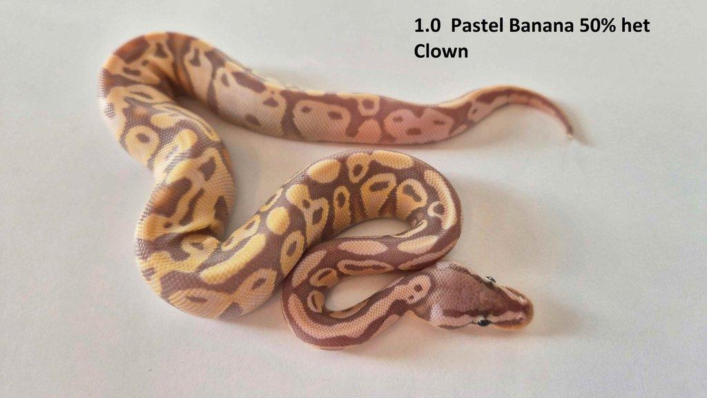 Krajta královská - prodám vlastní odchov 2023 - 2025