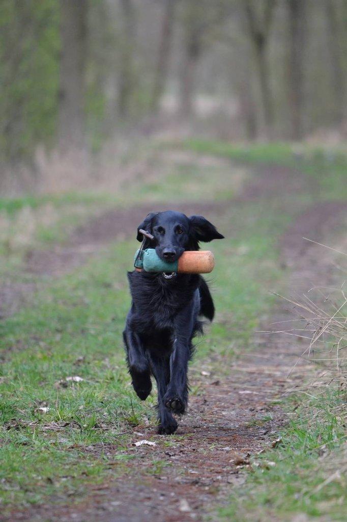Štěňátka Flat Coated Retriever s PP
