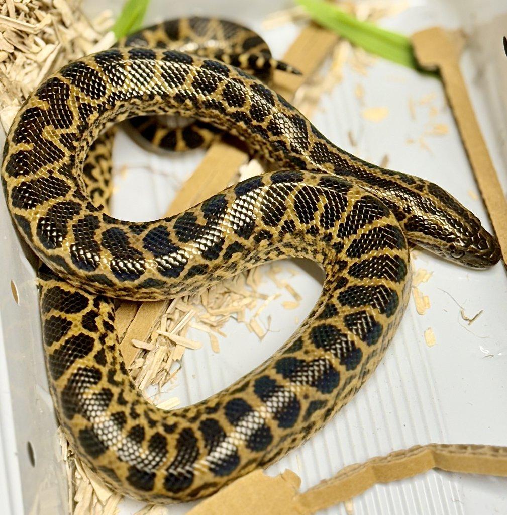 Zamluvené mohu vzít na Živou exotiku 17.1.26 - F18-F20