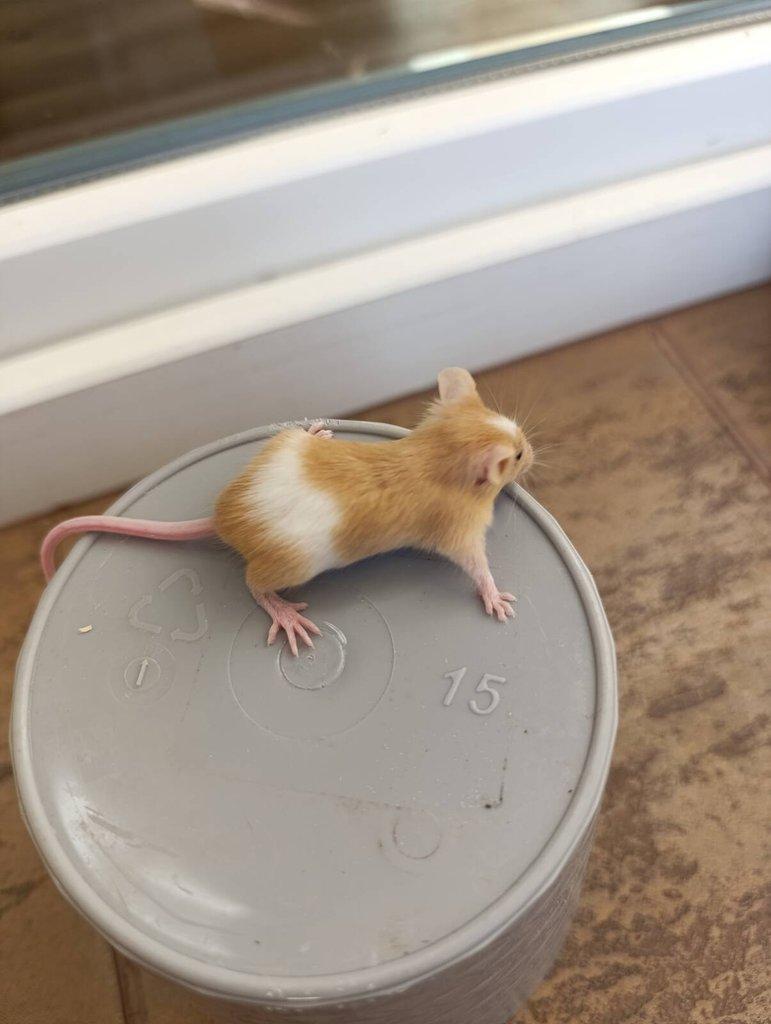 Barevné Fancy myšky