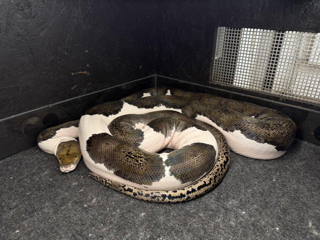 Pied 100% het albino