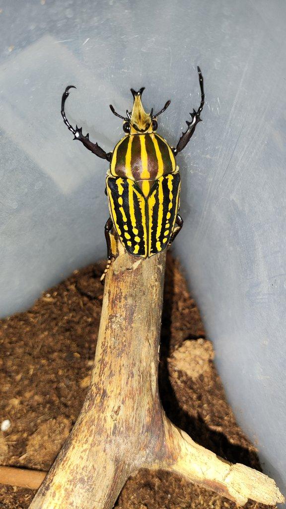 Chelorrhina savagei pár