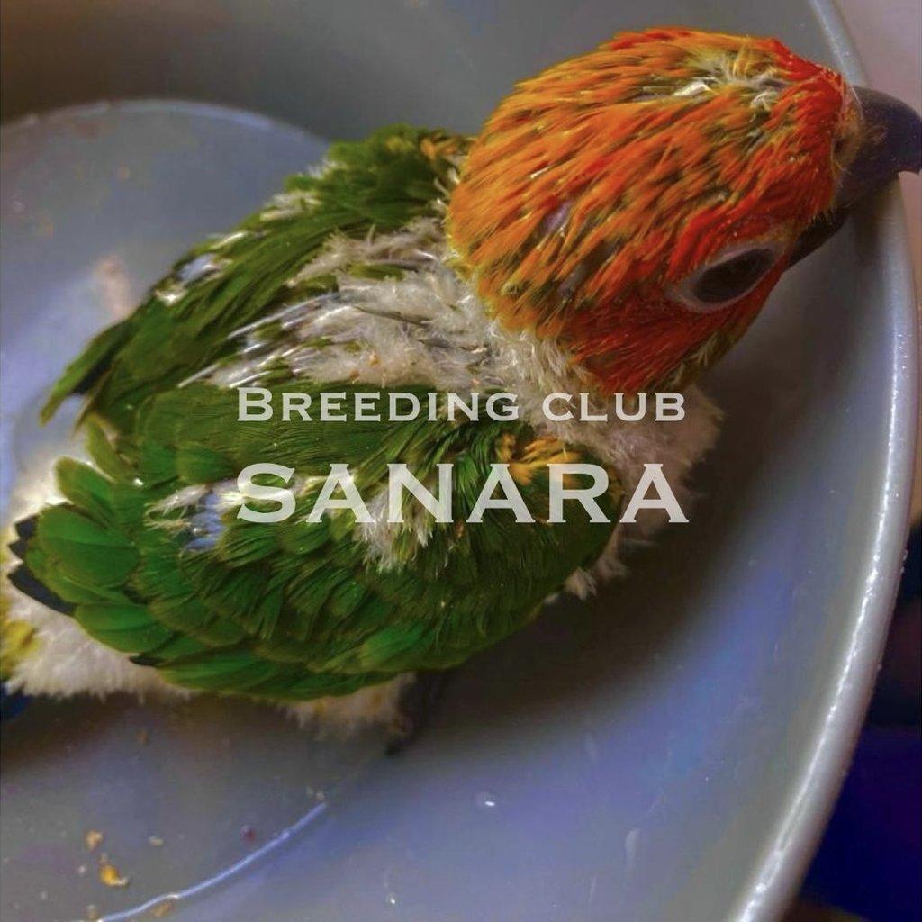 Aratinga sluneční Red Factor