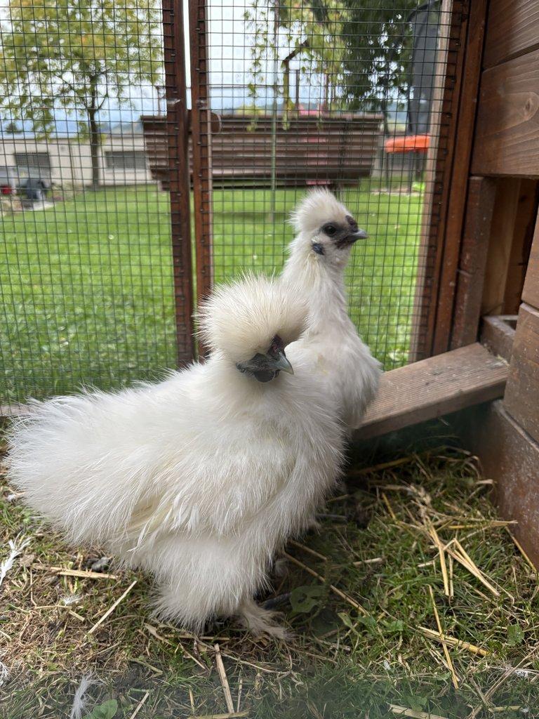 Hedvábnička zdrobnělá