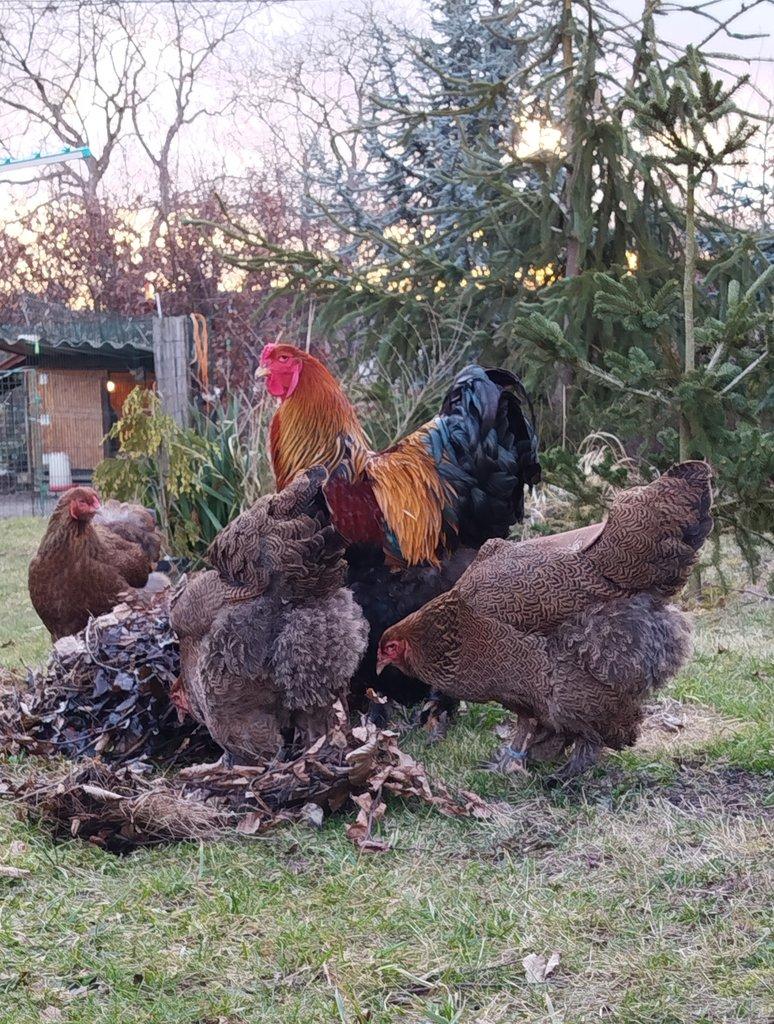 Brahmánka koroptví vlnitá