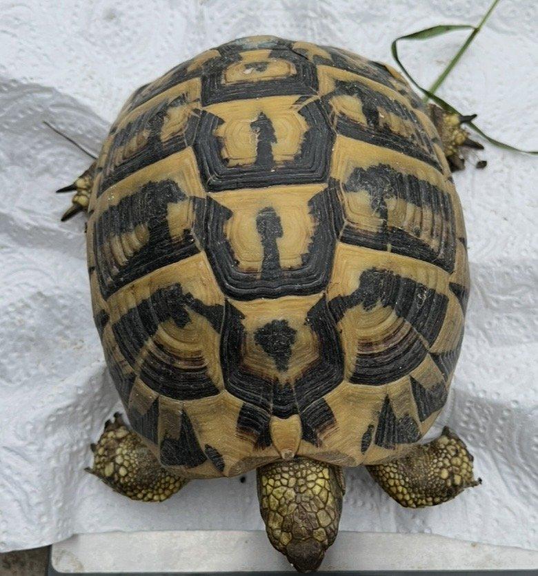 Pár Testudo Hermanni Hermanni
