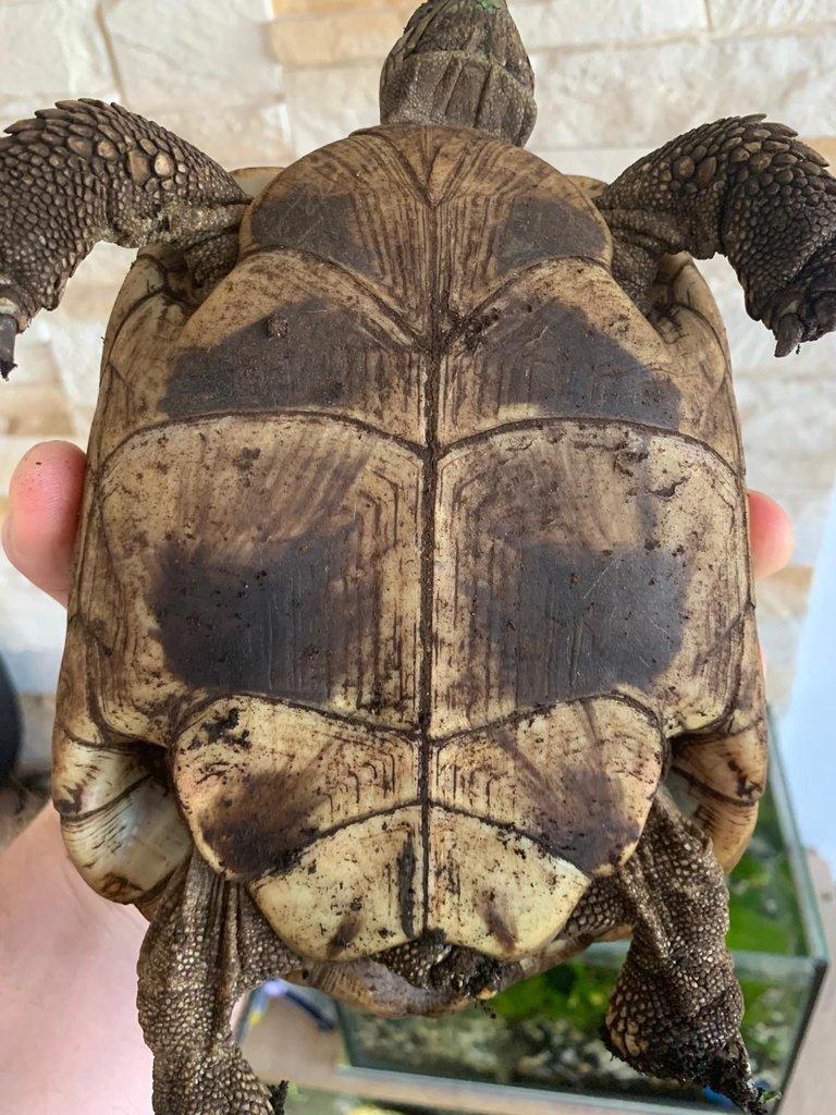 Testudo Hermani skupina