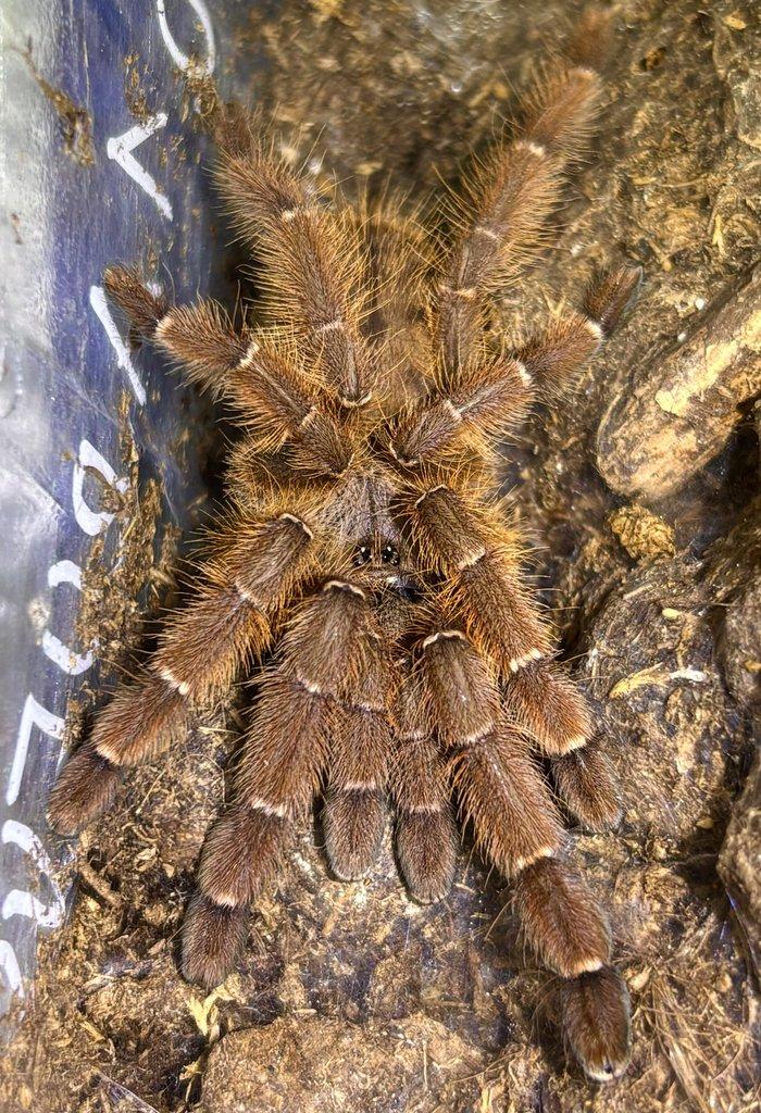 B. hamorii, B. boehmei, M. balfouri, G. pulchripes, H. pulchripes ...