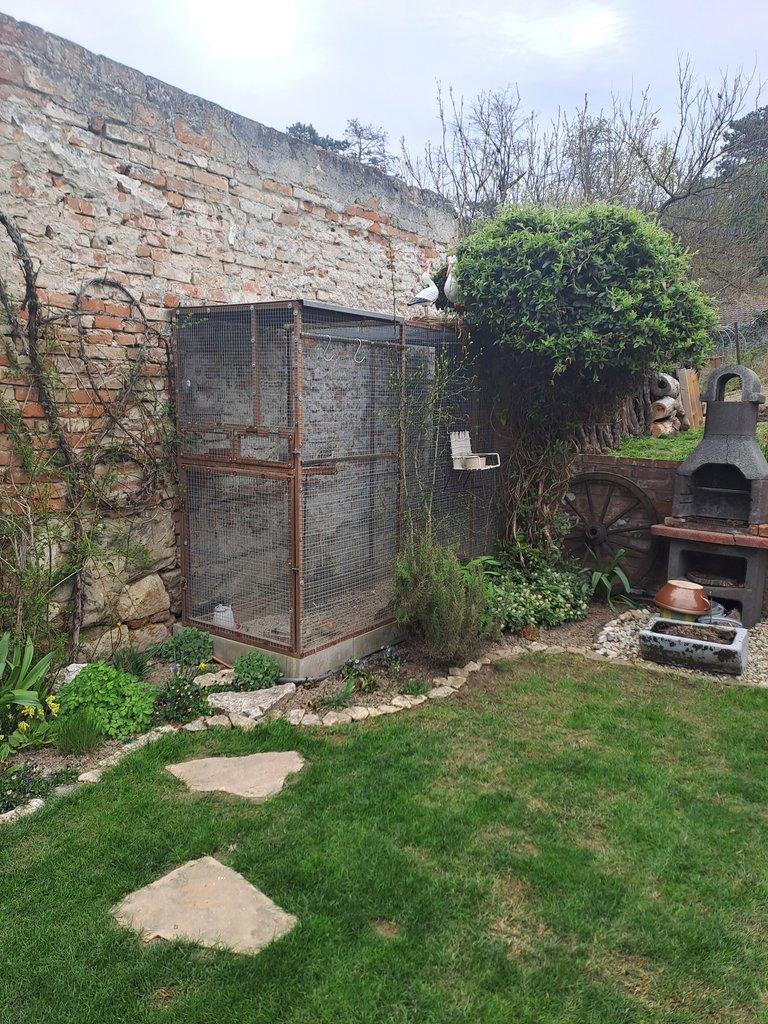 Rosela penant adelaidská