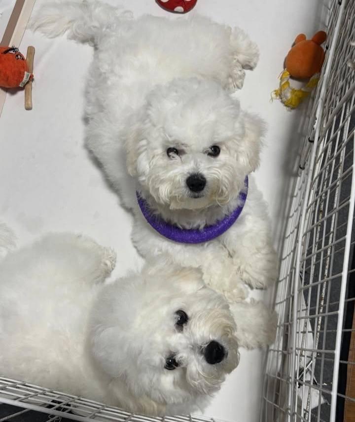 Čistokrevný bišonek.