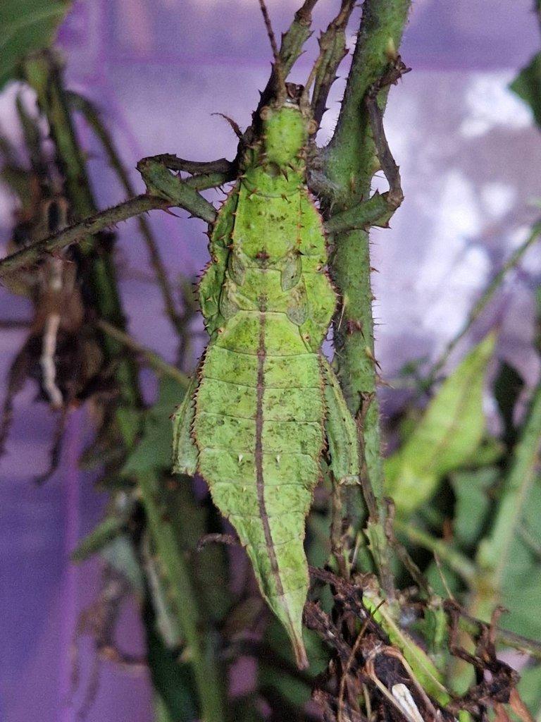 Heteropteryx dilatata - Strašilka obrovská