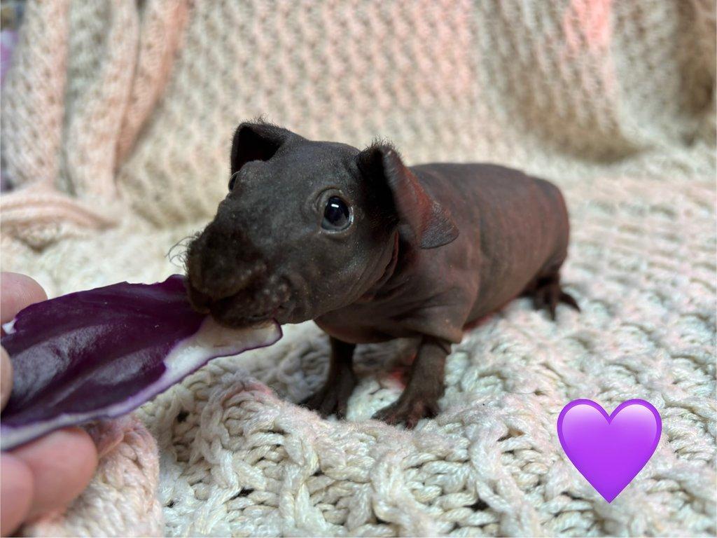 Skinny morčátka, samečci s PP