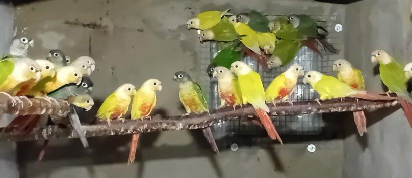 Pyrury zelenolící mutace