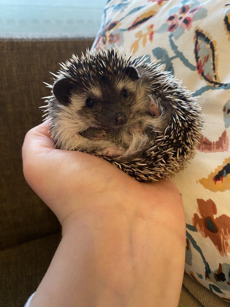 Africký pygmy ježek s PP - Chovatelská stanice Ježkovy voči