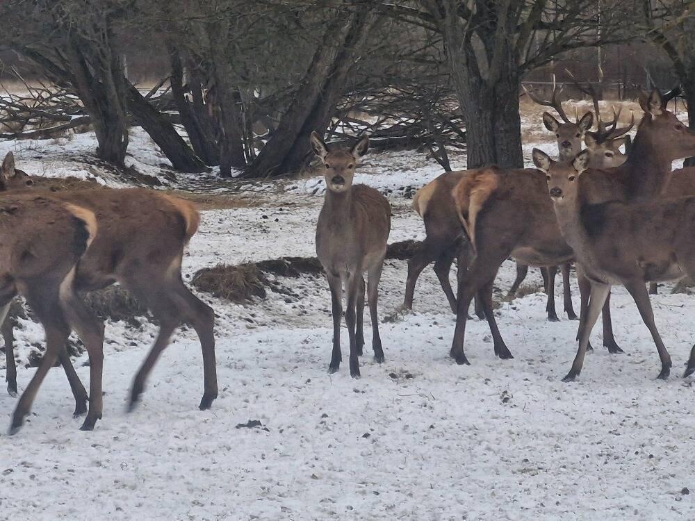 Hospodářská zvířata