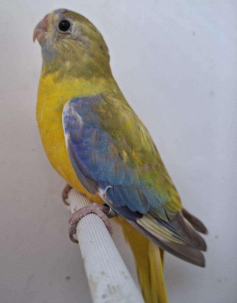 Neoféma tyrkysová žltobruchá