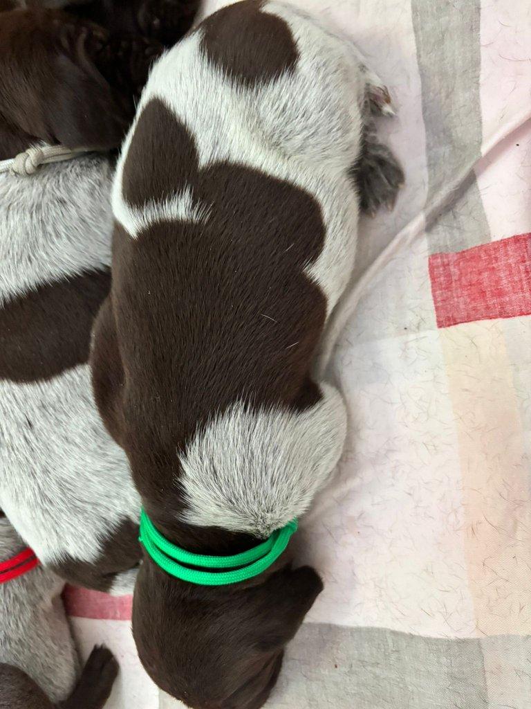 Německý krátkosrstý ohař - štěňata s PP