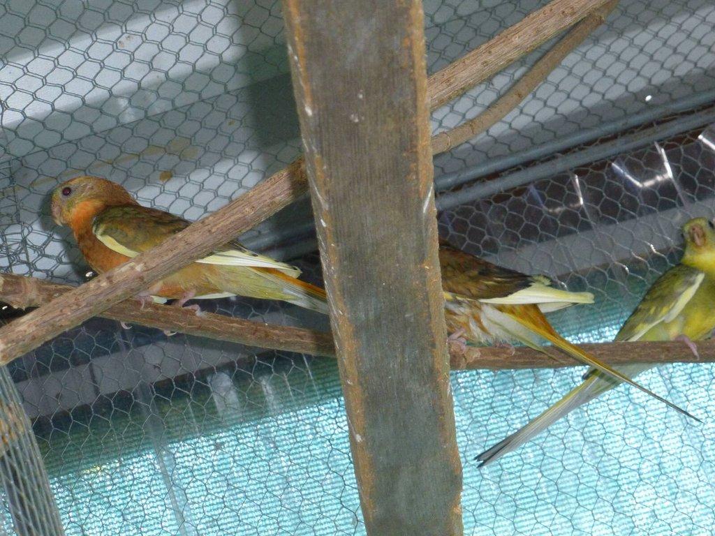 Prodám papoušek zpěvavý