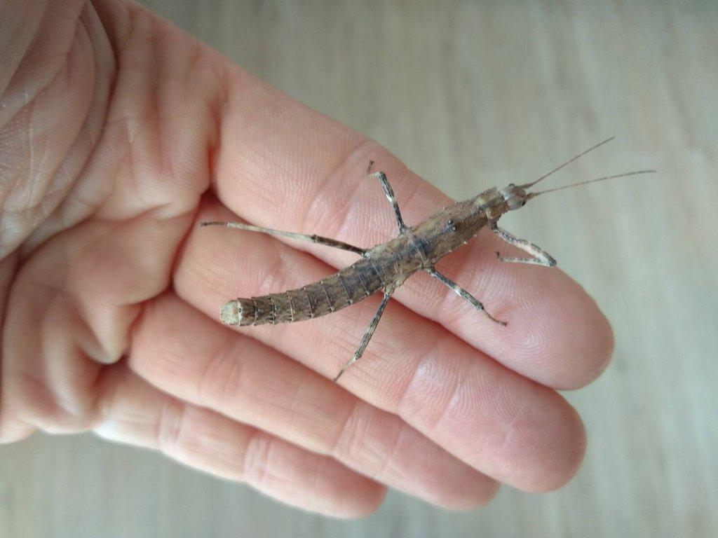 Strašilky Neohirasea Nana