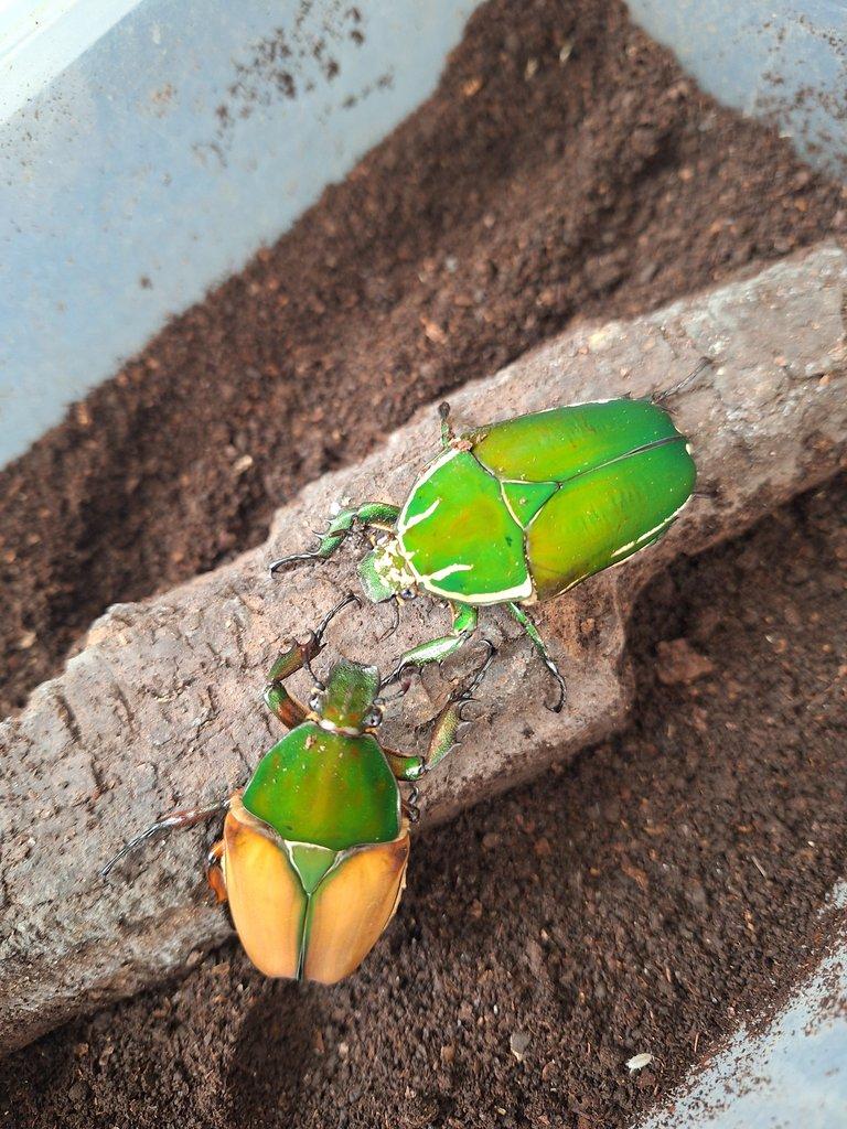 Mecynorrhina ugandensis