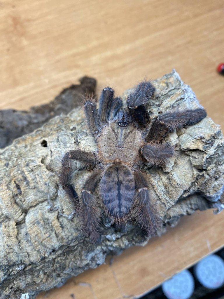 Živá exotika 7.2.026 - stůl: J08