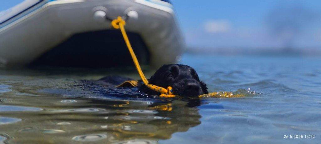 Štěňátka Flat Coated Retriever s PP