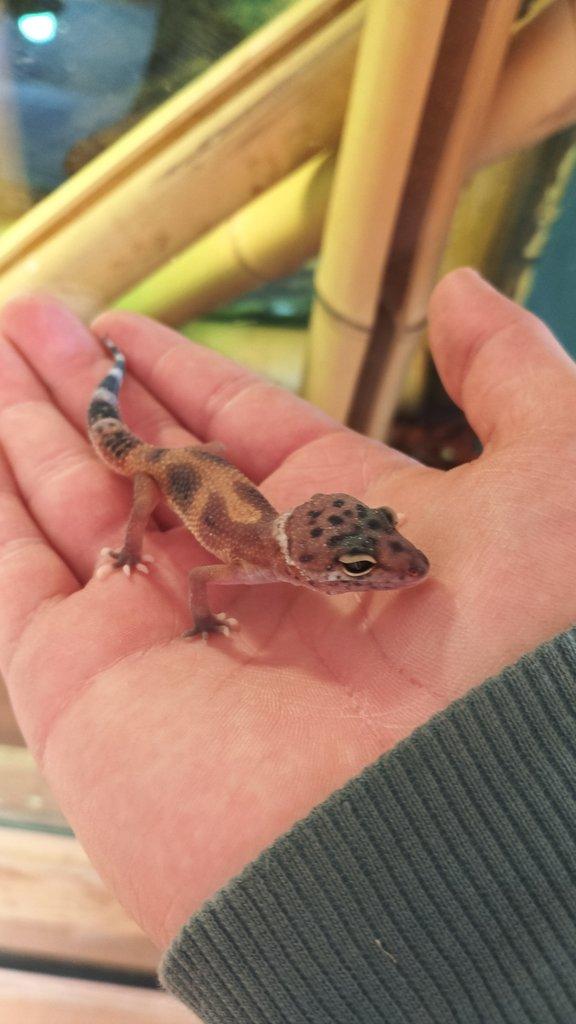 Prodám mláďata gekončíků nočních neurčené zbarvení skoro půl roku