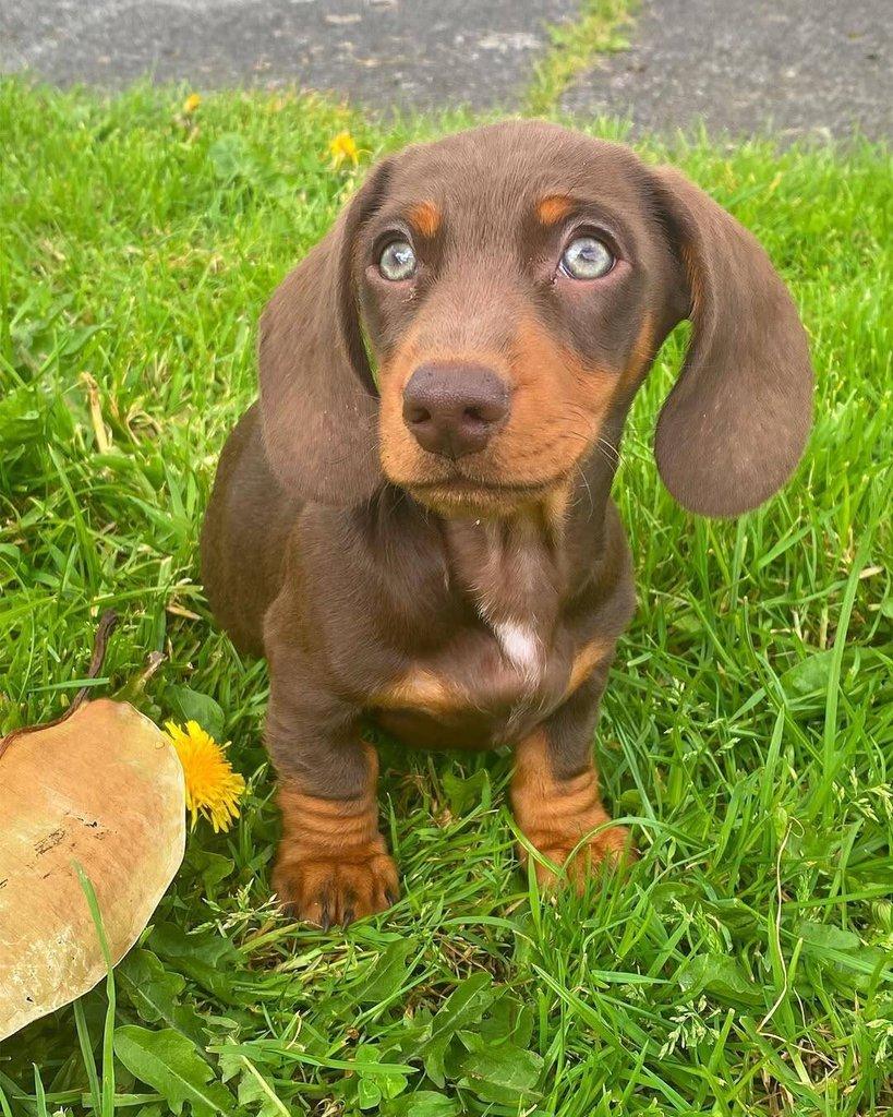 Jezevčík štěňata!