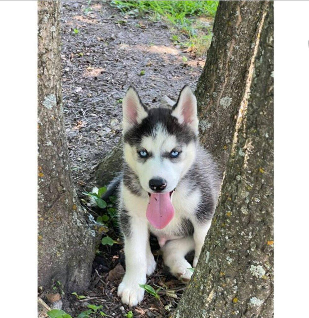 Sibiřský husky štěňátka