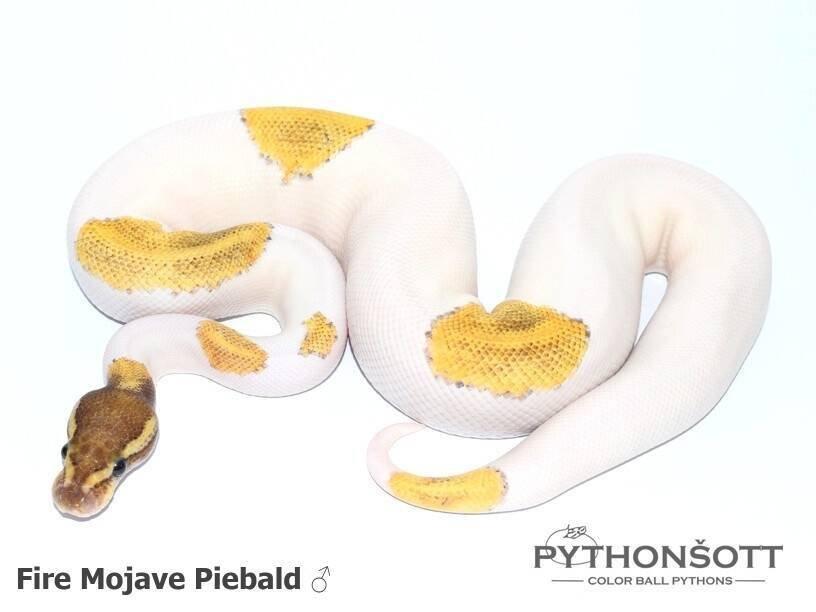 !!! UPRAVENÉ CENY !!! Krajta královská - mláďata