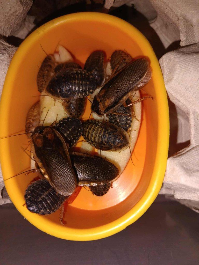 Švábi - Blaptica dubia - Aquatera Olomouc 23.11.