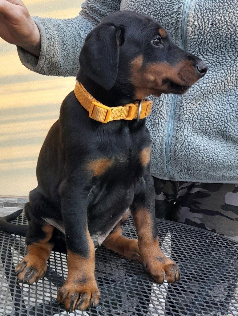 Dobrman ,štěně pes s PP