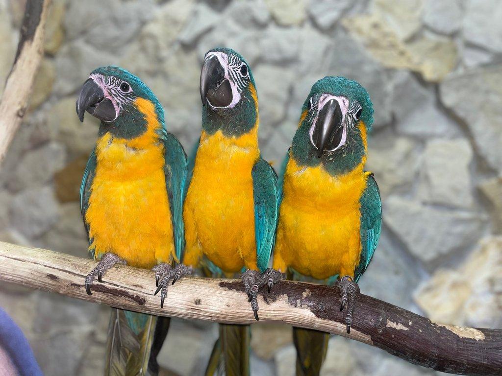 2.3 Ara kaninda glaucogularis