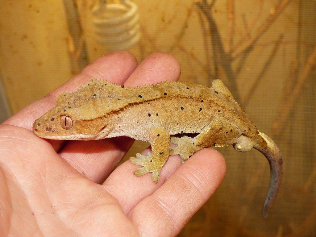 Pagekon řasnatý (Coreolophus ciliatus)