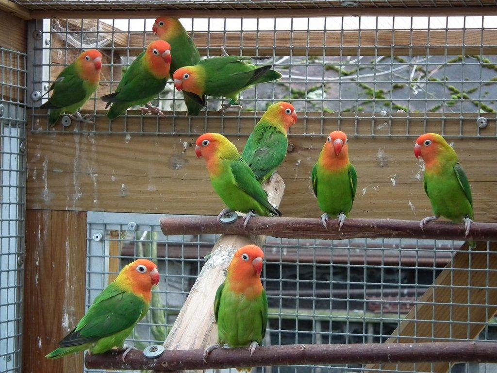 Agapornis hnědohlavý ( a. nigrigenis ), agapornis růžohlavý ( a. lilianae )