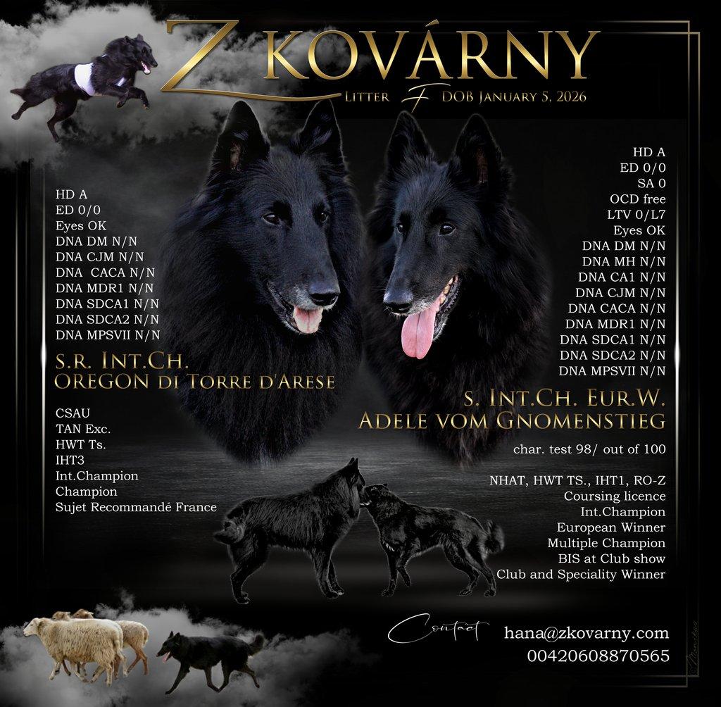 Belgický ovčák - Groenendael, 3 měs. pejsek s PP