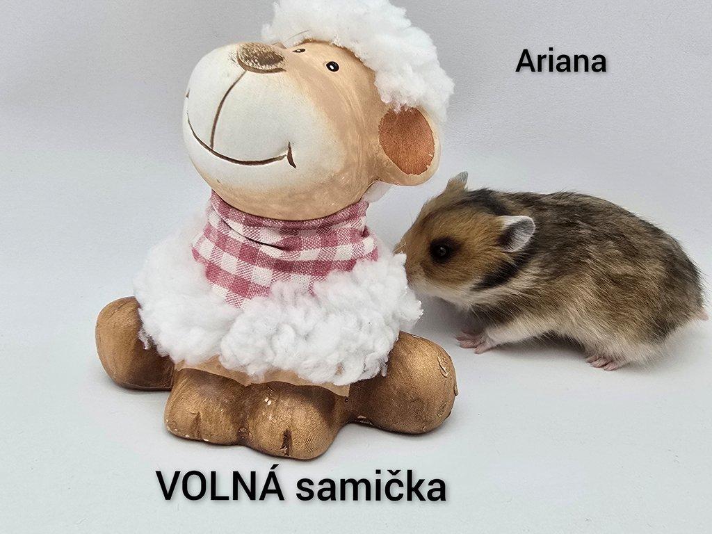 Kreček syrský s PP (chovatelská stanice)