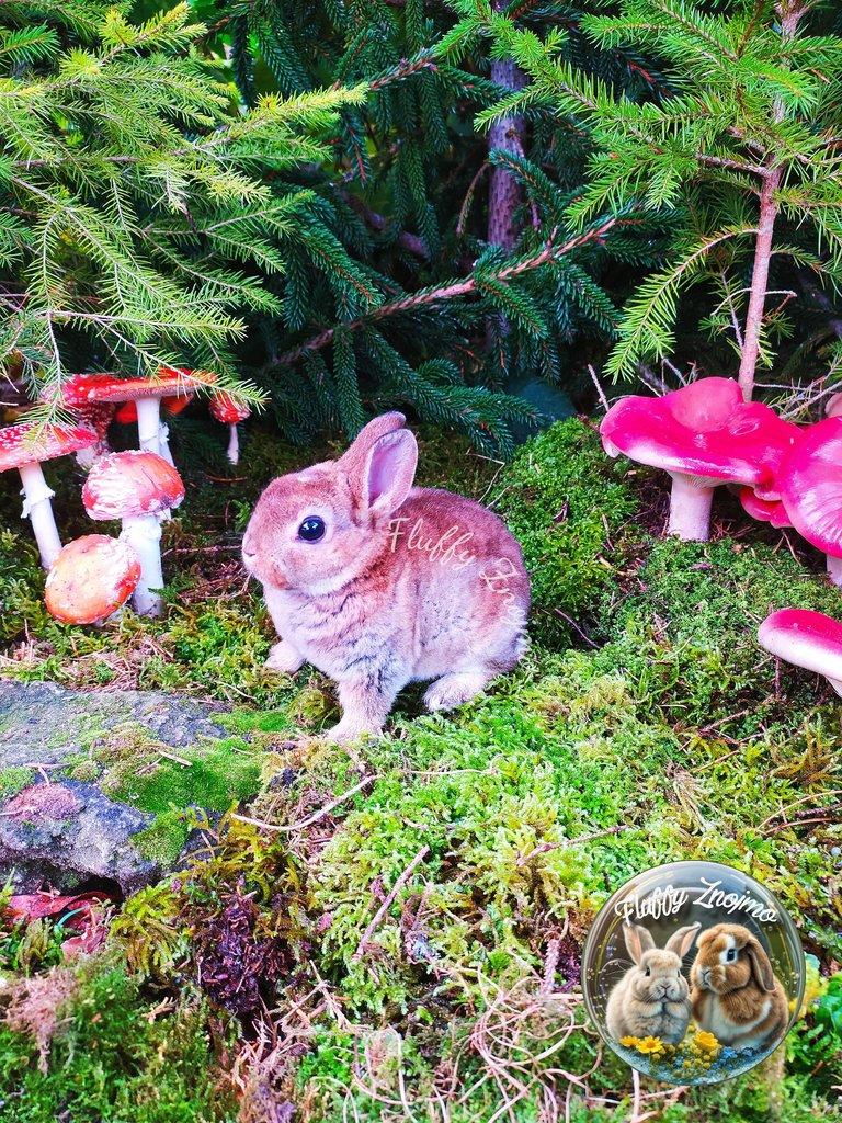 Zakrslí králíčci ze Znojma