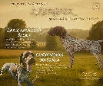 Německý krátkosrstý ohař – štěňata po pracovních rodičích