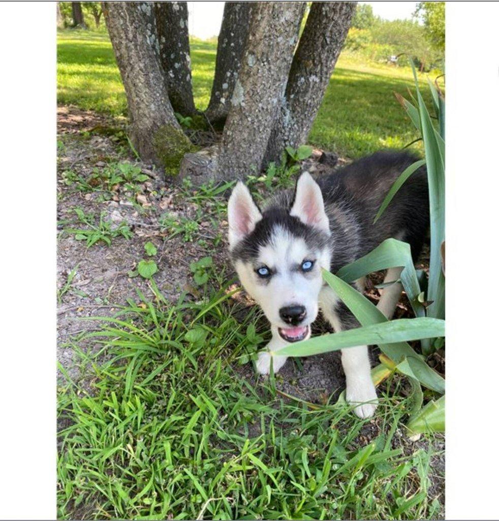 Sibiřský husky štěňátka