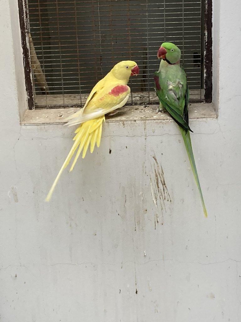 Alexandr velký lutino